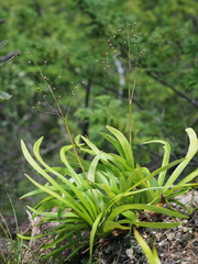 Comospermum yedoense