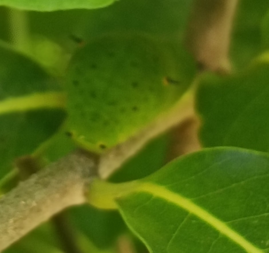 Tailed Jay