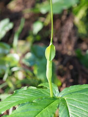 Pinellia tripartita