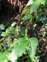 Pinellia tripartita