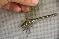 Aeshna umbrosa umbrosa