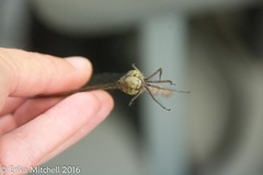 Aeshna umbrosa umbrosa