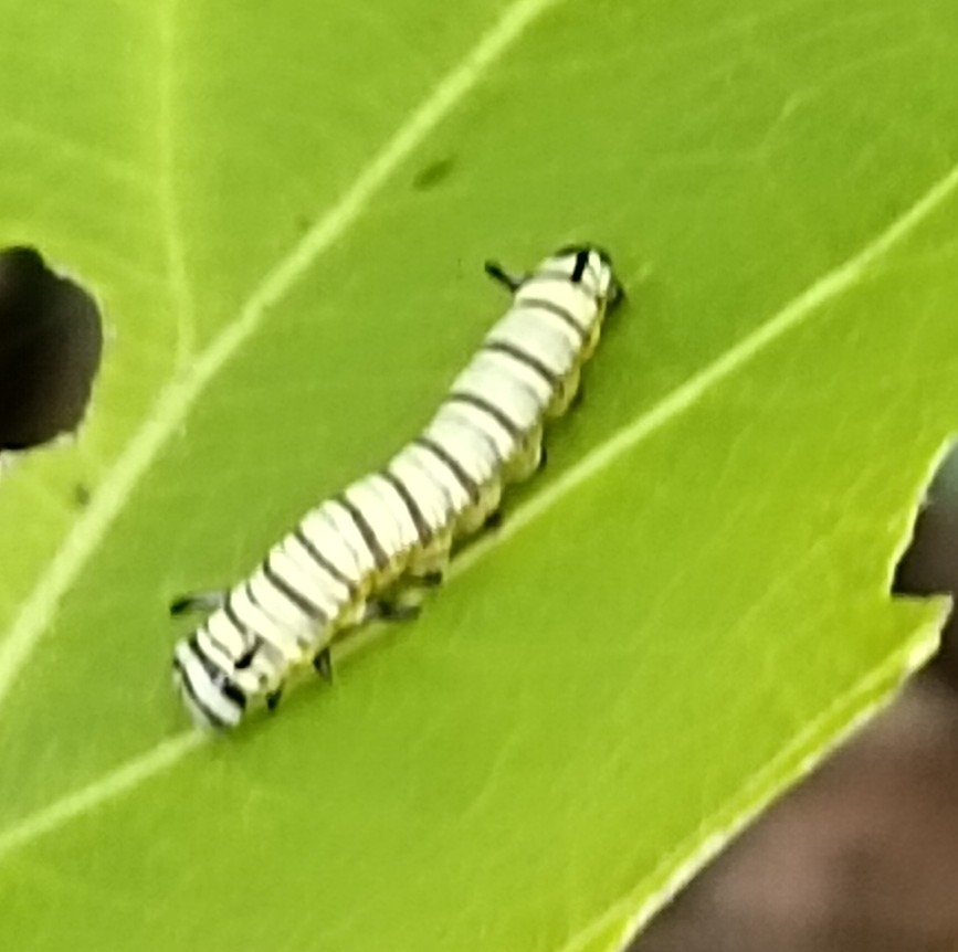 Blue Tiger