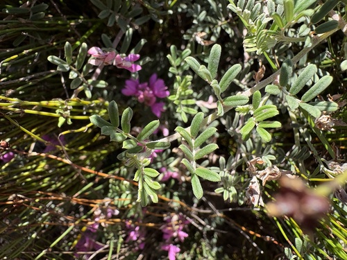 Image of Indigofera praetermissa by (c) Charleen Brunke, some rights reserved (CC BY)