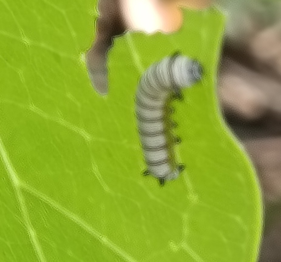 Blue Tiger