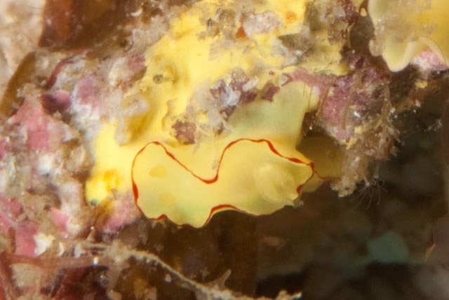 Lemon-drop Longtail Dorid
