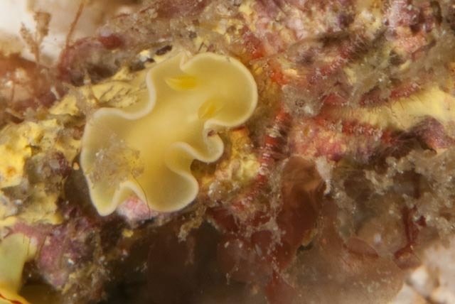 Tulip Longtail Dorid