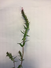 Odontites vernus