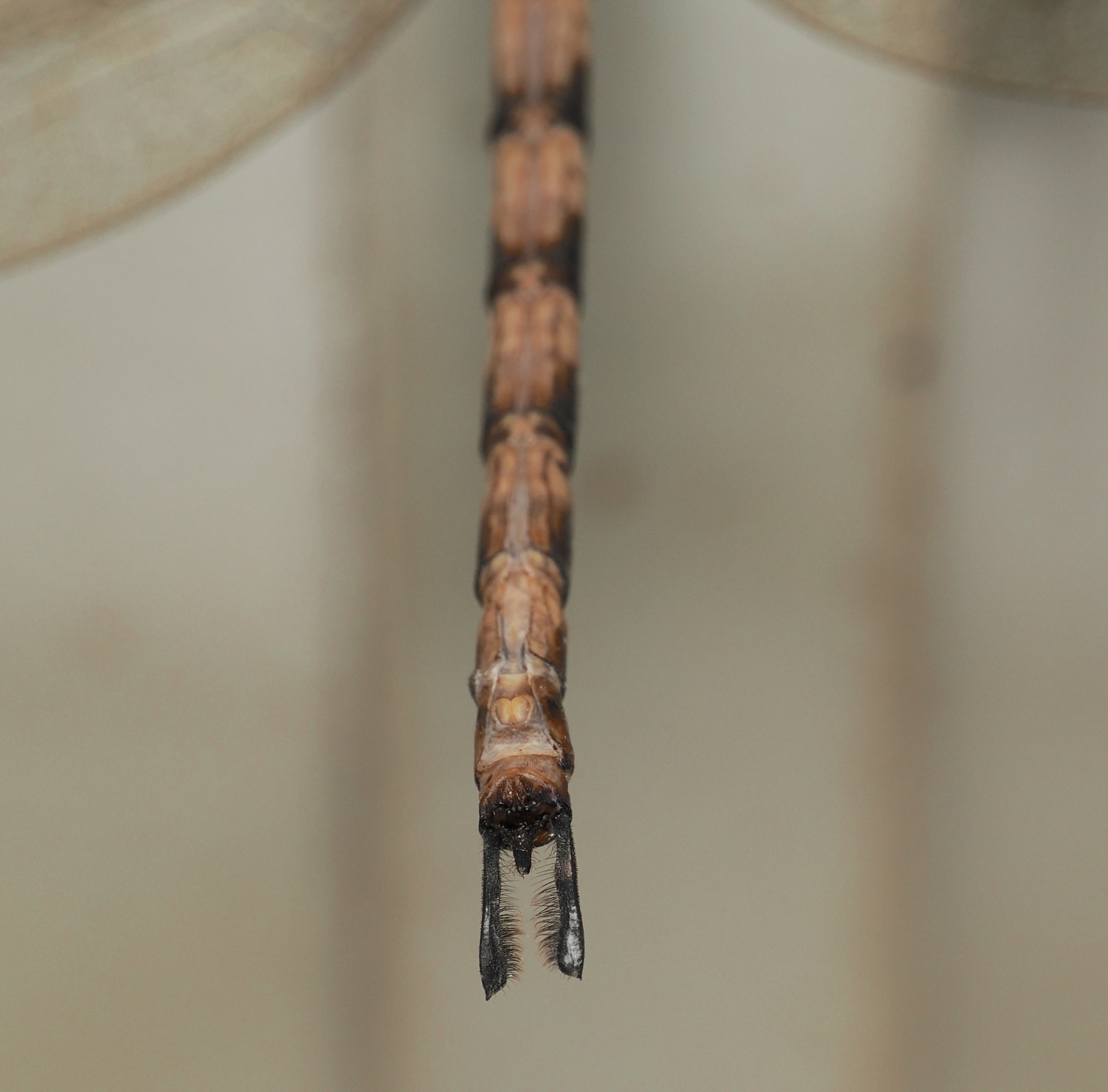 Brown Duskhawker