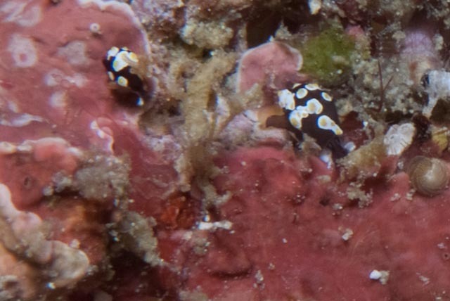 Fried Egg Bubble Snail
