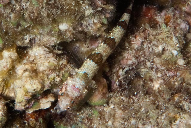 Common lizardfish