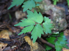 Elatostema japonicum