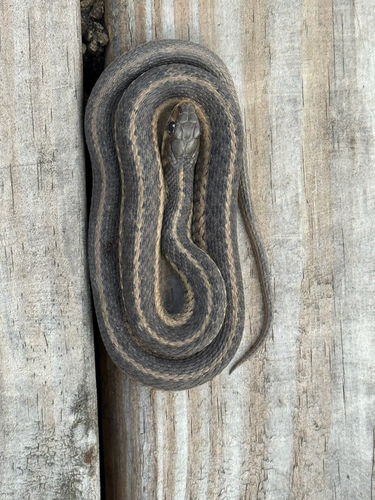 Garter Snake