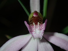 Caladenia quadrifaria