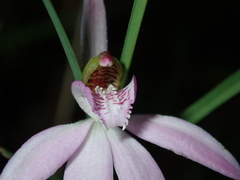 Caladenia quadrifaria