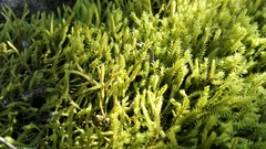 Triquetrella tristicha