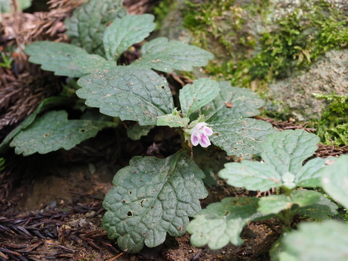 Ajugoides humilis