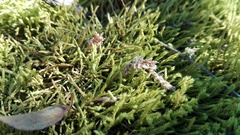 Triquetrella tristicha