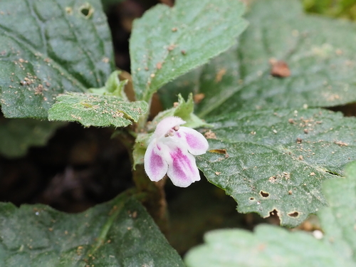 Ajugoides humilis iNat (1)