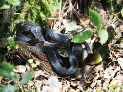 Elaphe quadrivirgata