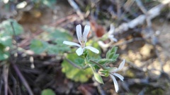 Pelargonium odoratissimum