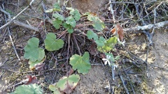 Pelargonium odoratissimum