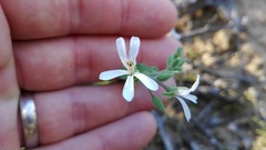Pelargonium odoratissimum