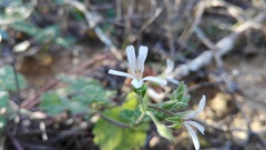 Pelargonium odoratissimum