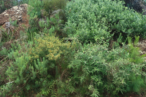Image of Buddleja salviifolia by (c) Tony Rebelo, some rights reserved (CC BY-SA)
