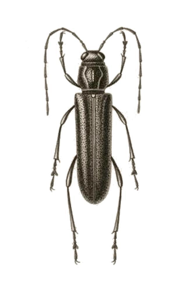 Abyarachryson