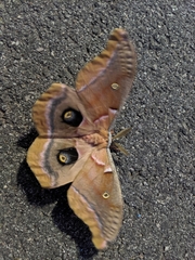 Antheraea polyphemus