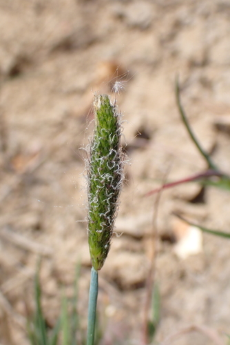 Image of Alopecurus geniculatus by no rights reserved