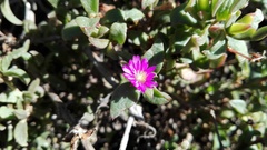 Delosperma