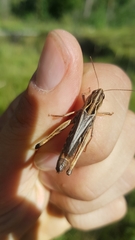 Stenobothrus rubicundulus