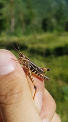 Stenobothrus rubicundulus