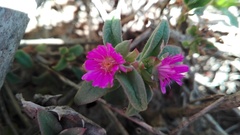 Delosperma