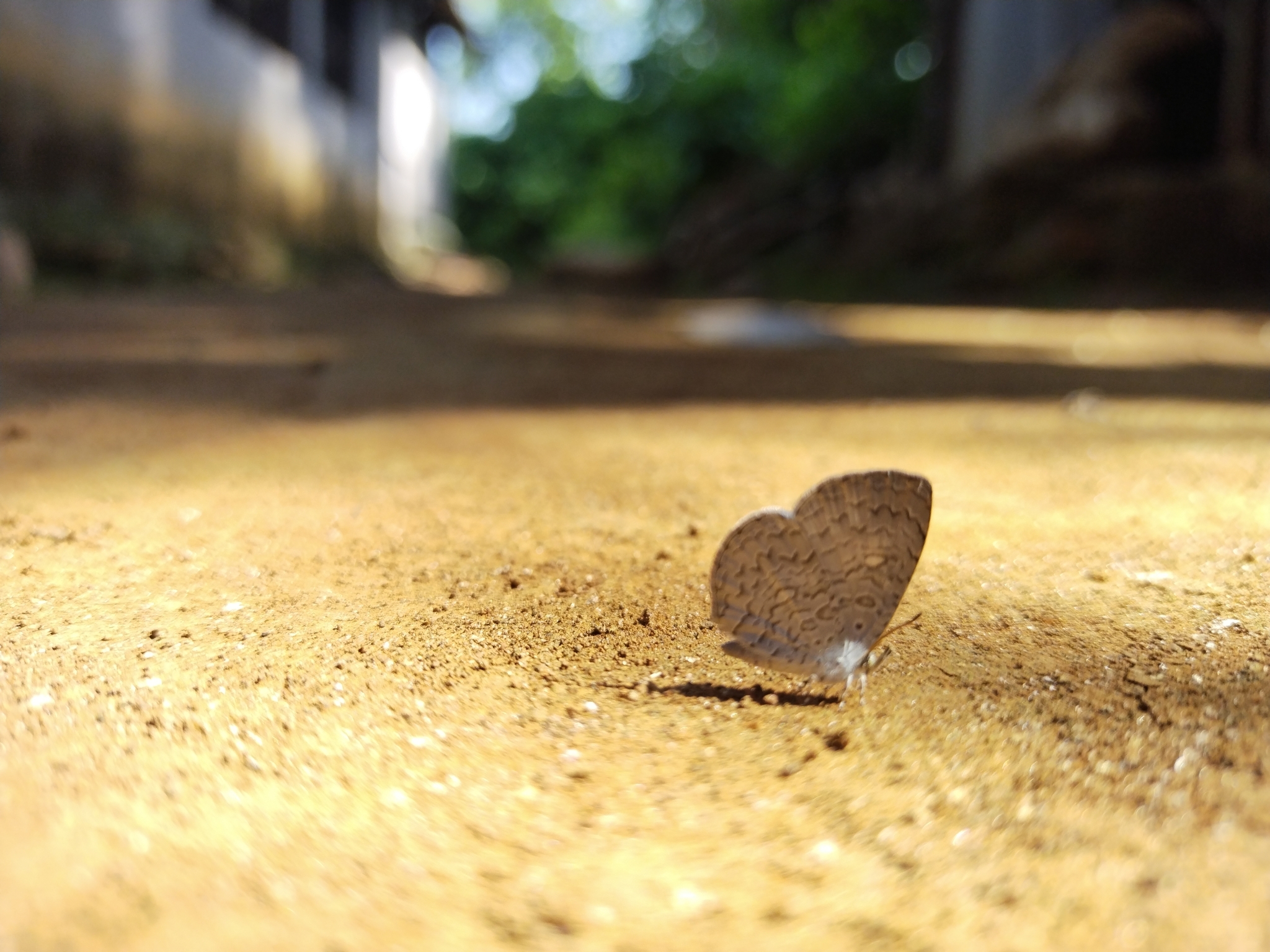 Apefly