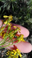 Senecio linifolius
