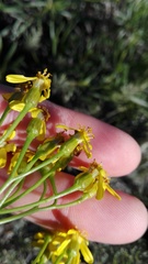 Senecio linifolius