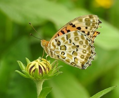 Argynnis hyperbius