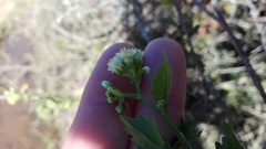 Microglossa mespilifolia