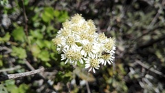 Microglossa mespilifolia