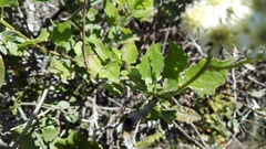 Microglossa mespilifolia