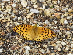 Argynnis hyperbius