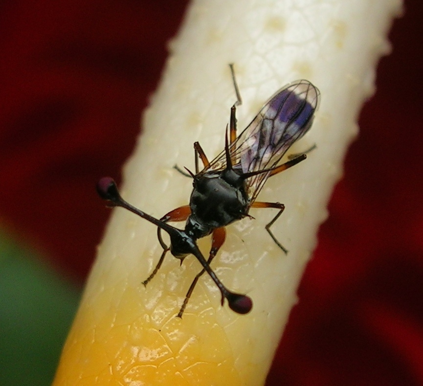 Teleopsis