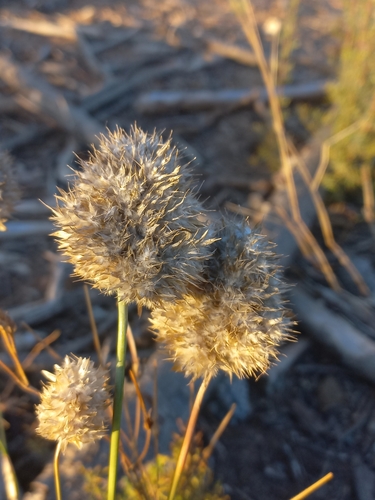 Red Firegrass (Geochloa rufa)