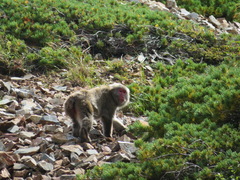 Macaca fuscata fuscata