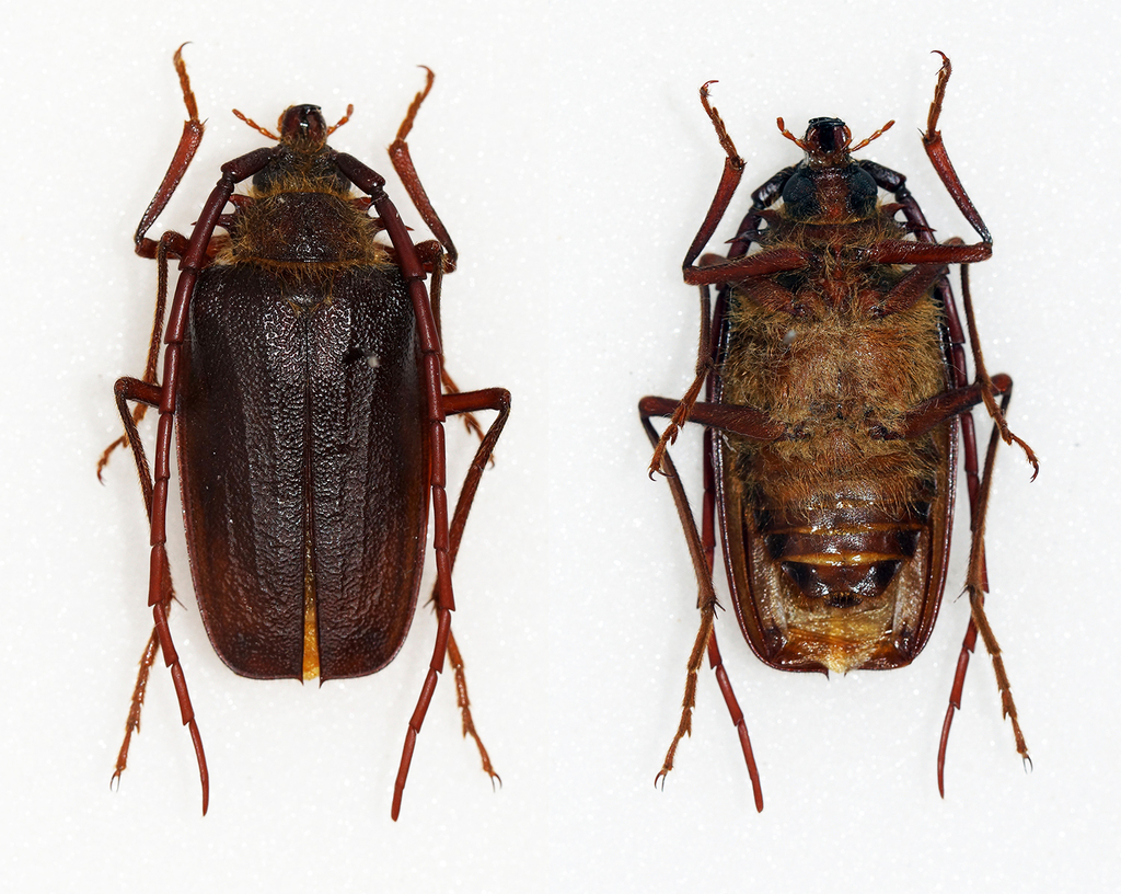 Acalodegma servillei