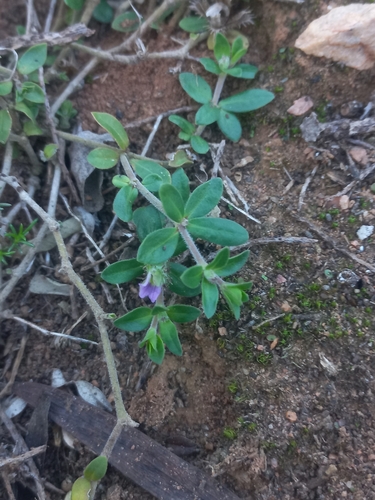 Image of Blepharis integrifolia by (c) Brian du Preez, some rights reserved (CC BY-SA)