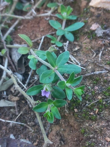 Image of Blepharis integrifolia by (c) Brian du Preez, some rights reserved (CC BY-SA)